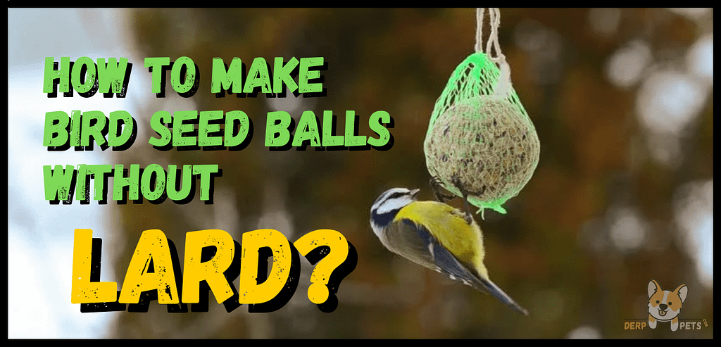 How to make bird suet with Crisco How to make bird seed balls without lard.-min