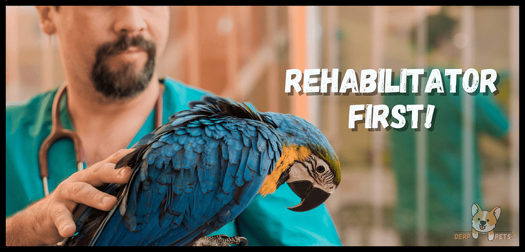 how to take care of a wild bird Rehabilitator first!