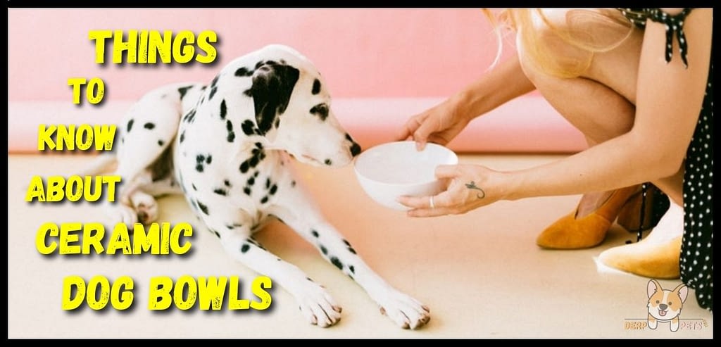 Best extra large ceramic dog bowls