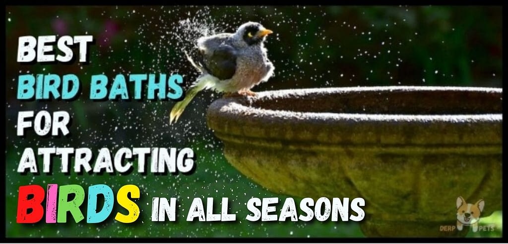 Best Bird Baths attracting birds
