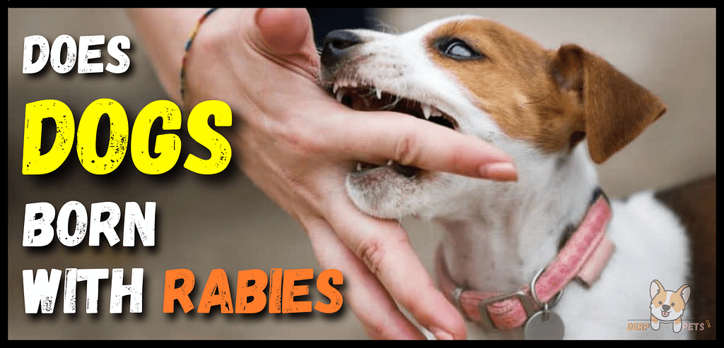 Does Dogs Born With Rabies