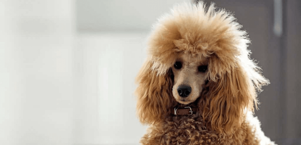 Do Poodles Get Hot With Long Hair