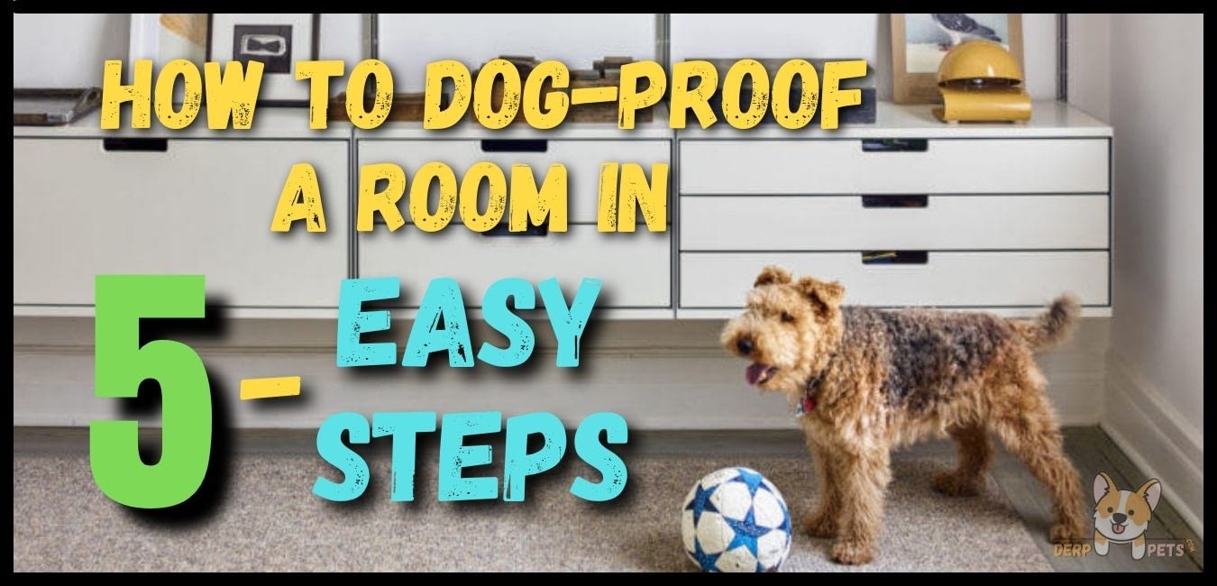 How to dog-proof a room