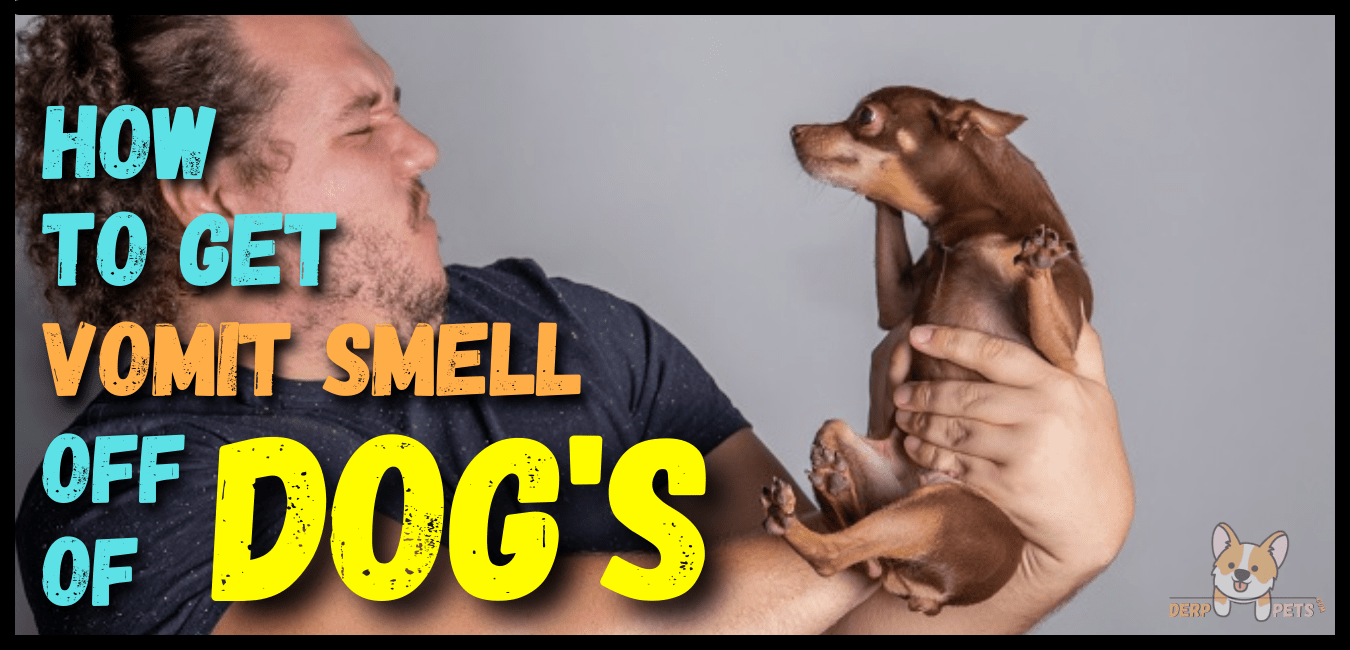How To Get Vomit Smell Off Of Dogs