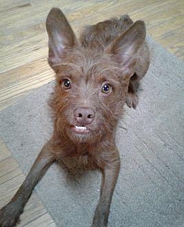 Boston Terrier and poodle mix