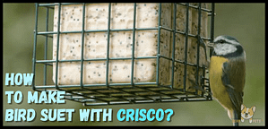 How to make bird suet with Crisco-min