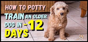 How to potty train an older dog in an apartment