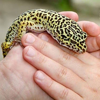 Leopard geckos