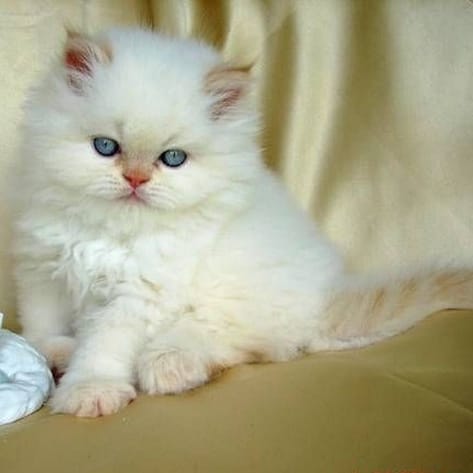 Fluffy White Himalayan Kittens