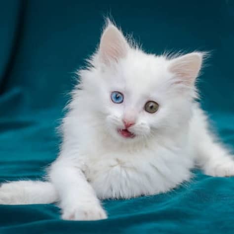 Fluffy White Turkish Angora Kittens