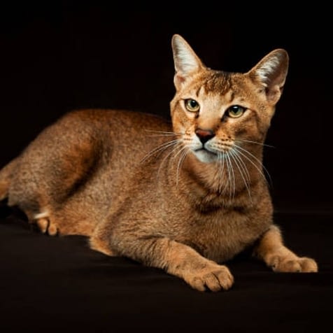 Chausie Hypoallergenic Cats That Act Like Dogs