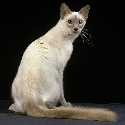 Javanese Long Haired Cats That Stay Small