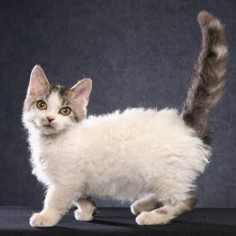 Lambkin cat Long Haired Cats That Stay Small