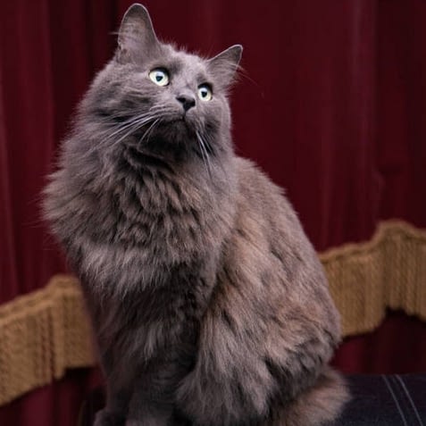 Nebelung cat Long Haired Cats That Stay Small