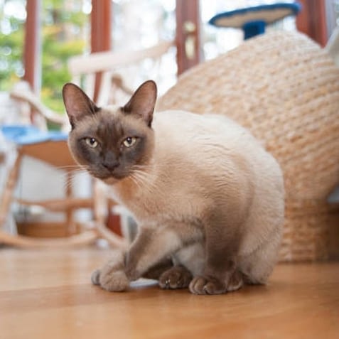 Tonkinese Hypoallergenic Cats That Act Like Dogs