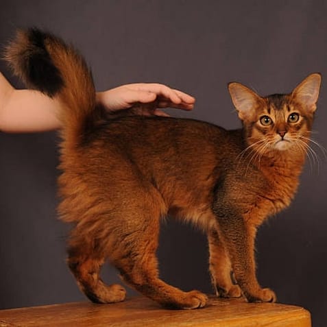Fluffy Dark Brown Somali cat