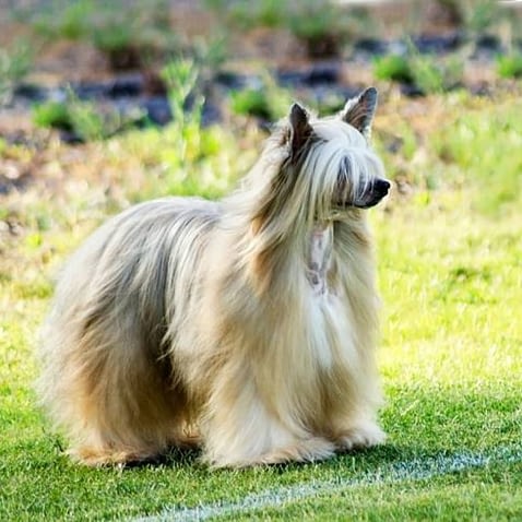 Chinese Crested Powderpuff (Long-haired)