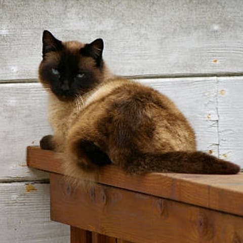 Fluffy Dark Brown Himalayan cat
