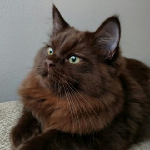 Fluffy Dark Brown Ragdoll cat