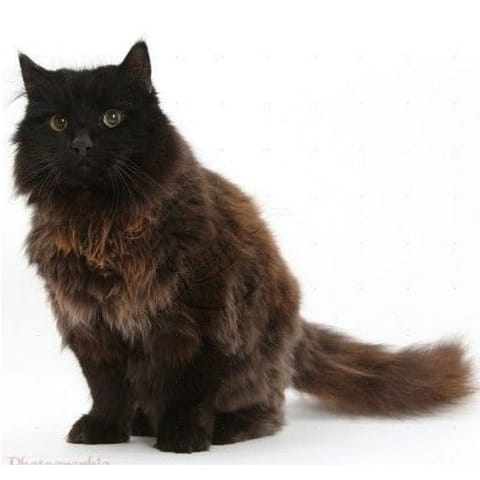 Fluffy Dark Brown York Chocolate cat