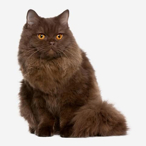 Fluffy Dark Brown British Longhair cat