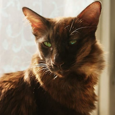 Fluffy Dark Brown Oriental Longhair cat