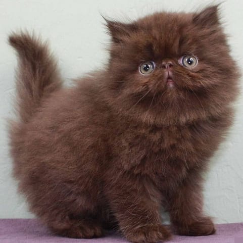 Fluffy Dark Brown Persian cat