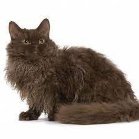 Fluffy Dark Brown Selkirk Rex cat