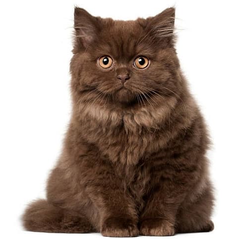 Fluffy Dark Brown Highland Fold cat