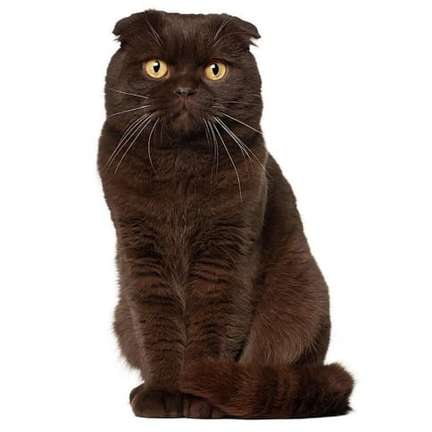 Fluffy Dark Brown Scottish Fold cat