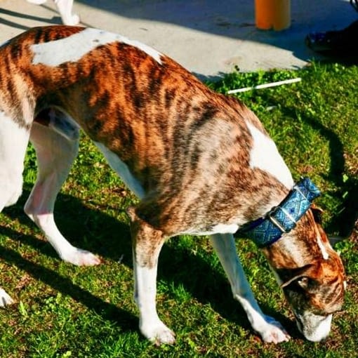 Whippet dog that looks like a tiger