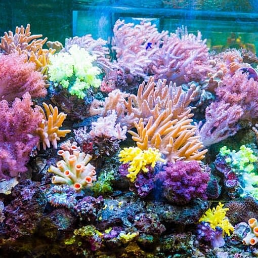 live coral