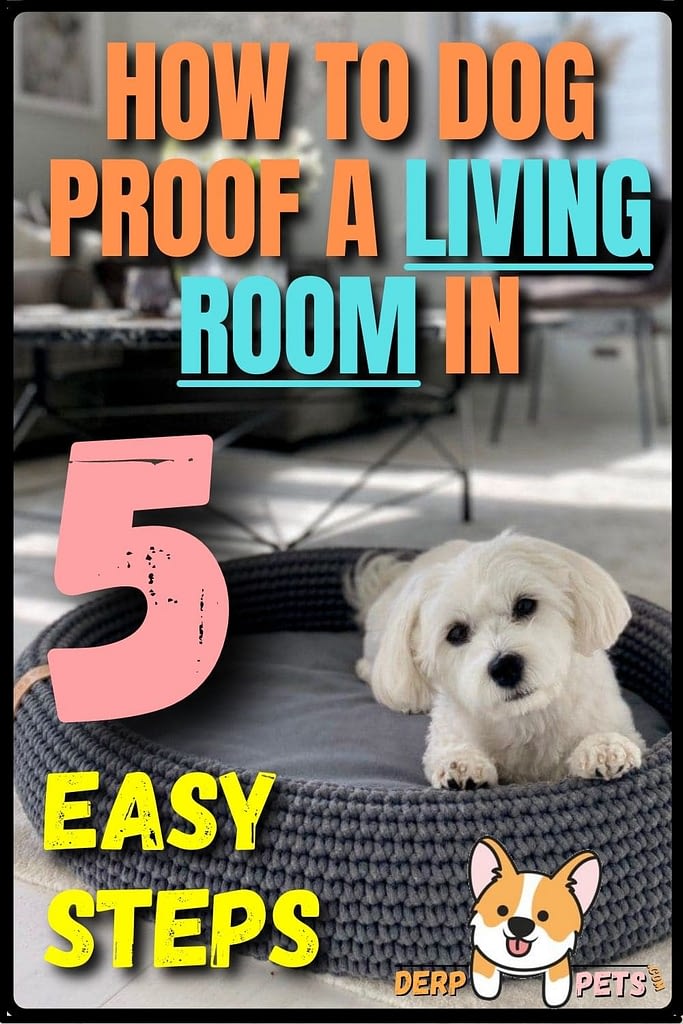 How to dog-proof a room - How to dog-proof a Living Room in 5 easy steps