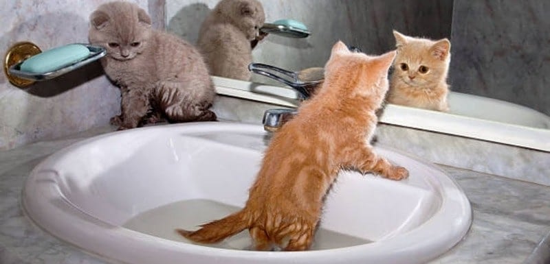 Kitten Drank Soapy Water