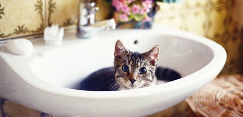 Why Cat Drank Soapy Water Or Ate Soap