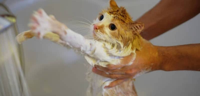 Is Bubble Bath Toxic To Cats
