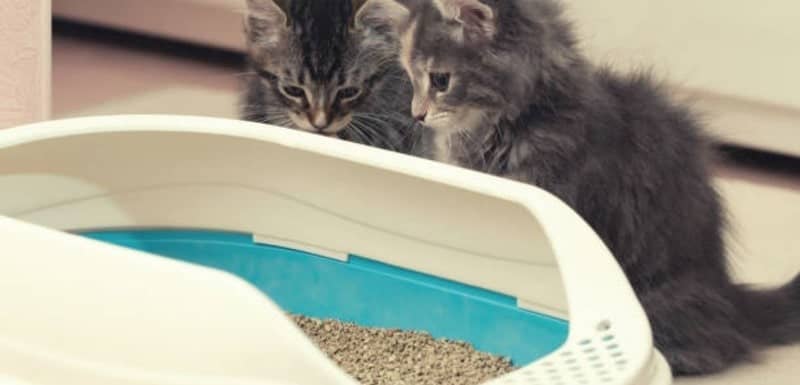 will cat use the same litter box