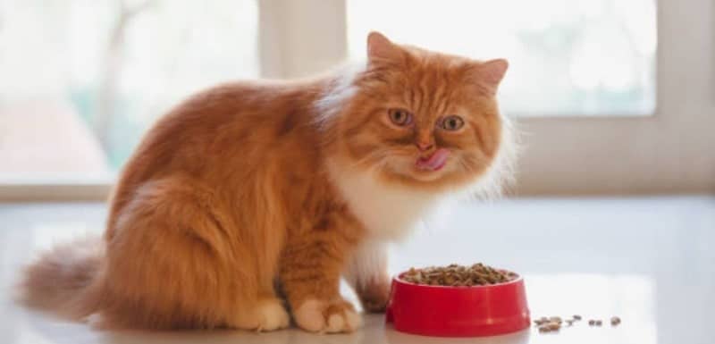 will cats stop eating when they are full