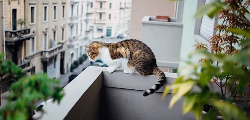 will cats try to jump off a balcony